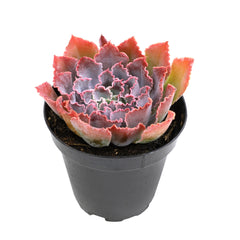 Echeveria ‘Neon Breakers’ USPP21,406: Patented Succulent - Colorful Rosette Succulents - (3.5") - Drought Tolerant Plants - Easy Plant Care