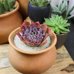 Echeveria ‘Neon Breakers’ USPP21,406: Patented Succulent - Colorful Rosette Succulents - (3.5") - Drought Tolerant Plants - Easy Plant Care