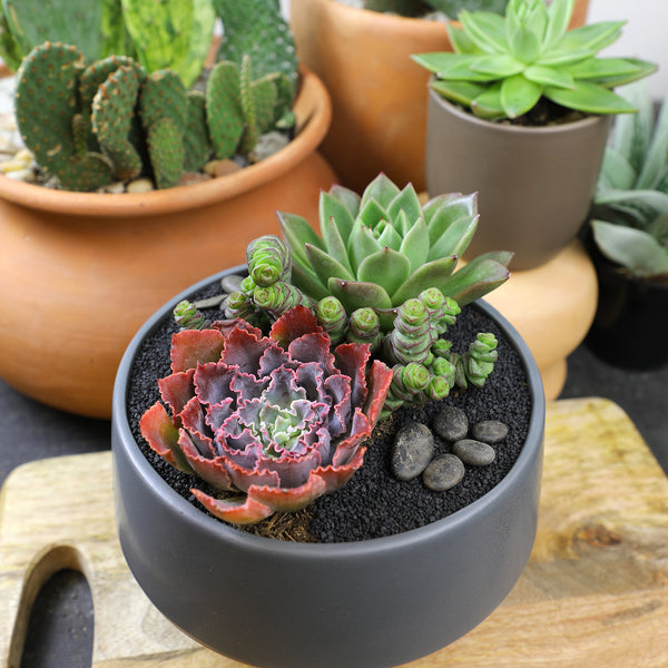 small rosette succulent 3.5IN_Echeveria_Neon_Breakers_PP21406_lifestyle_final_4_600x.jpg?v=1741823749
