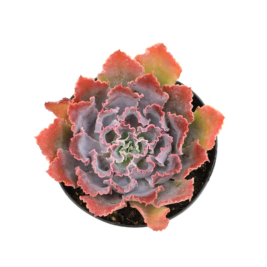 Echeveria 'Neon Breakers' succulent plant with colorful rosettes in a  nursery pot