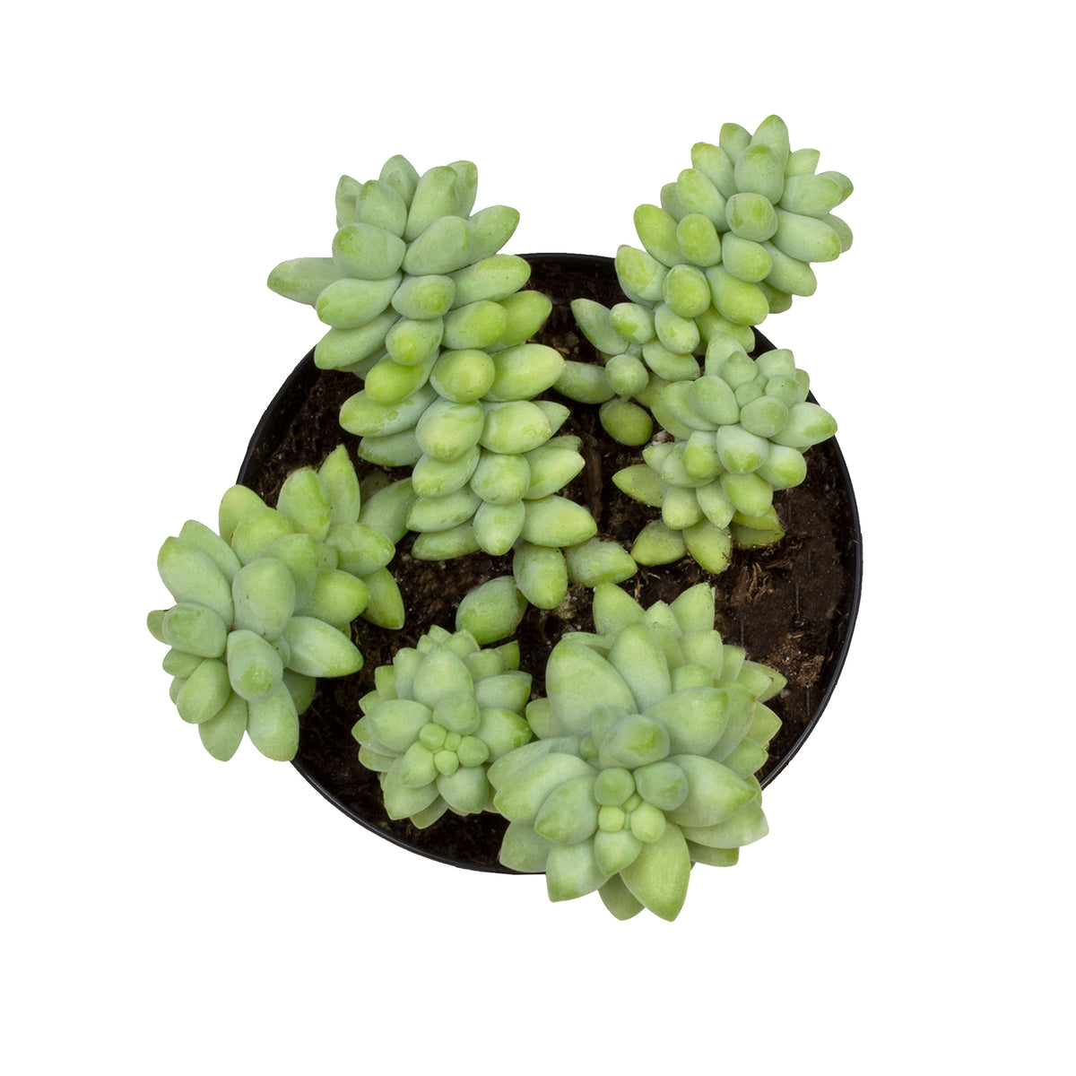 A top-down view of a small potted succulent plant with pale green fleshy leaves arranged in a nursery pot.