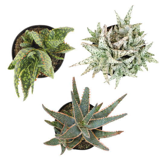 Star Aloe Succulent Plants: Colorful, Easy Plants – Includes 3 Star Aloes - (3.5" Pots) – Unique Succulents to Grow - Hybrid Aloe Succulents