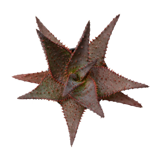A star-shaped succulent plant with pointed, reddish-brown leaves and small orange-red spines.