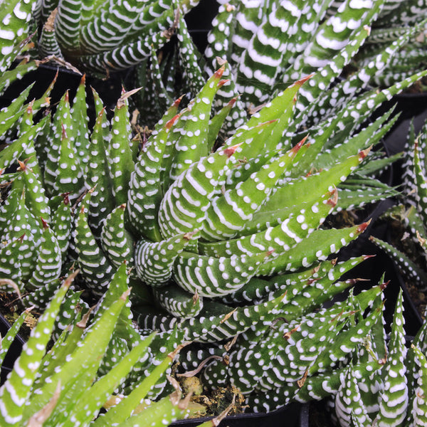 fasciated succulent 3.5_IN_18_Tray_Haworthia_fasciata_Zebra_Plant_final_6_600x.jpg?v=1741829732