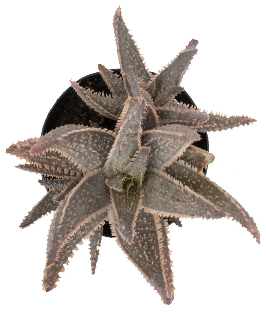 A succulent plant with spiky, star-shaped leaves in muted gray-green and brown tones, potted in a pot.