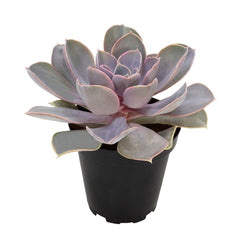 Echeveria ‘Perle von Nurnberg’: Purple, Pink Succulent - Pet-friendly Plant for Cats & Dogs - (3.5") - Drought Tolerant Succulents - Non-toxic Houseplants & Live Plants - Easy Plant Care – Flowering Houseplant