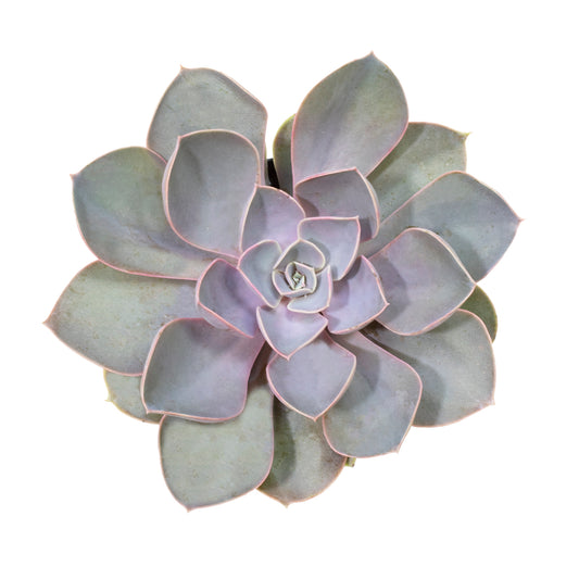 Echeveria Perle von Nurnberg Succulent Plant with Purple and Pink Rosette Leaves