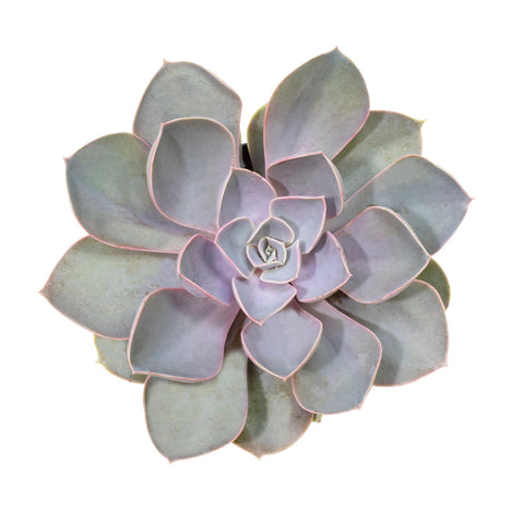 pink pearl succulent Echeveria ‘Perle von Nurnberg’: Purple, Pink Succulent - Pet-friendly Plant for Cats & Dogs - (3.5") - Drought Tolerant Succulents