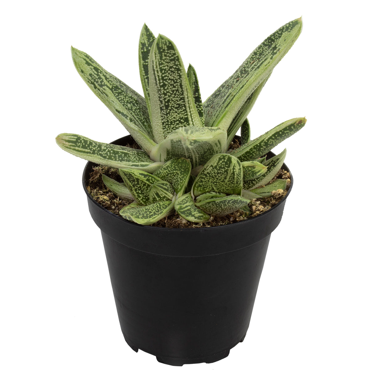 Gasteria Little Warty Succulent Plant with Textured Green Leaves