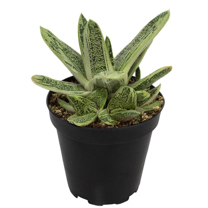 Gasteria Little Warty Succulent Plant with Textured Green Leaves