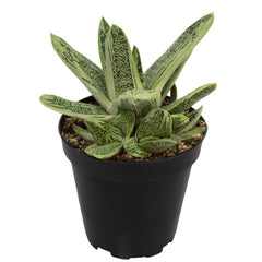 Gasteria ‘Little Warty’: Funky & Unique Succulent - Pet-friendly Plant for Cats & Dogs - (3.5") - Drought Tolerant Plants - Easy Plant Care - Non-toxic Succulents