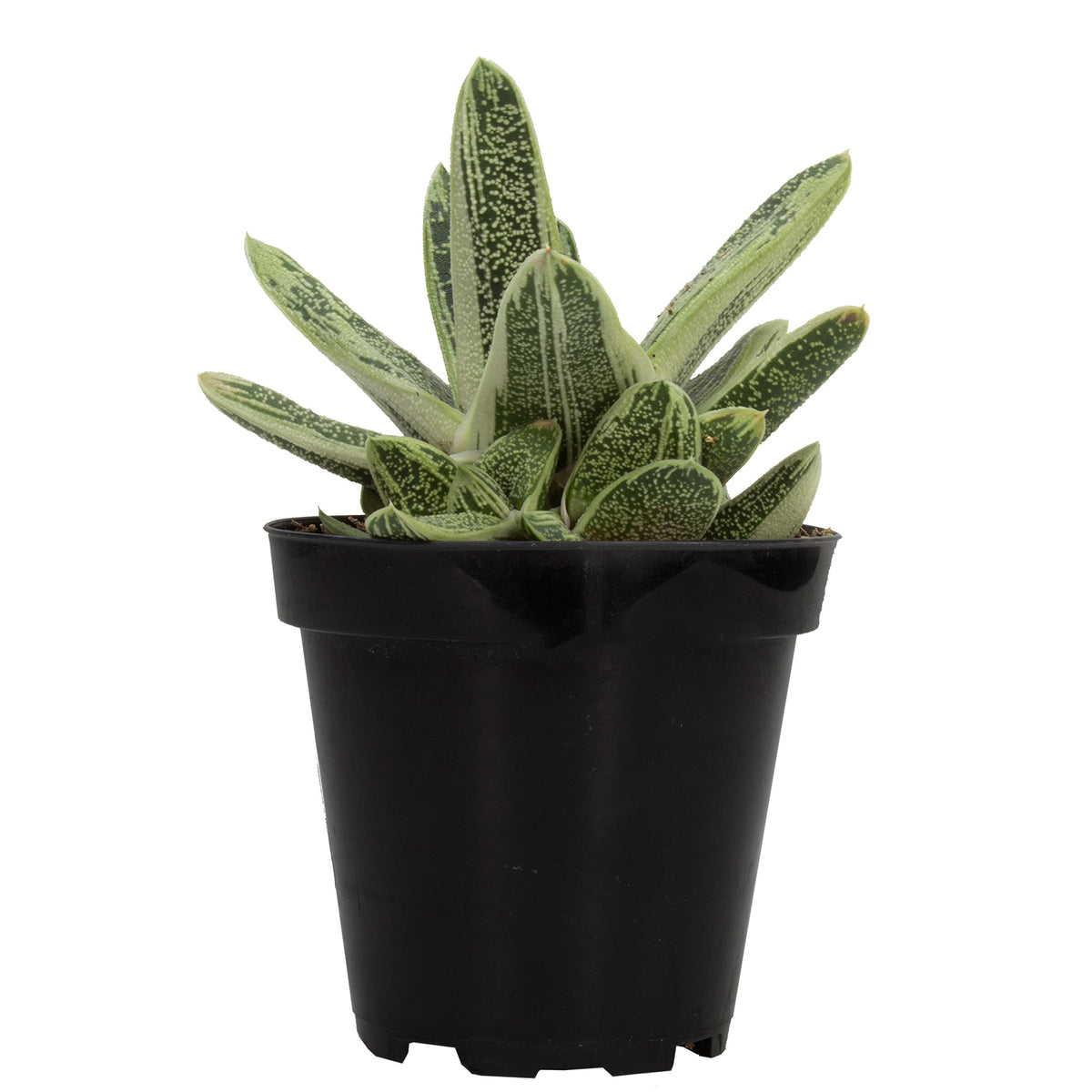 Little Warty Gasteria – Easy-Care Succulent for Home and Garden Decor