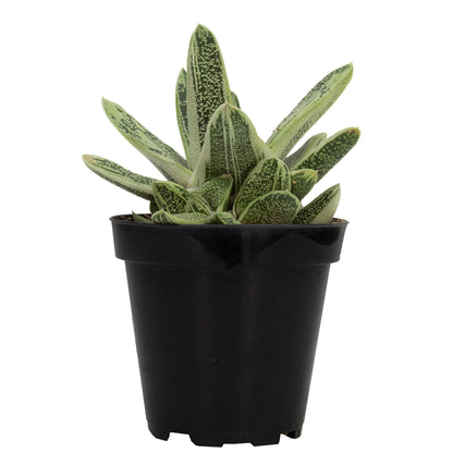 Little Warty Gasteria – Easy-Care Succulent for Home and Garden Decor