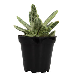 Gasteria ‘Little Warty’: Funky & Unique Succulent - Pet-friendly Plant for Cats & Dogs - (3.5") - Drought Tolerant Plants - Easy Plant Care - Non-toxic Succulents