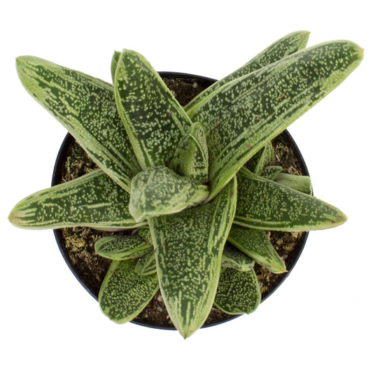 Funky Little Warty Gasteria – Easy-Care Non-Toxic Succulent
