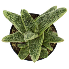 Gasteria ‘Little Warty’: Funky & Unique Succulent - Pet-friendly Plant for Cats & Dogs - (3.5") - Drought Tolerant Plants - Easy Plant Care - Non-toxic Succulents