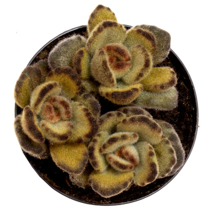 Fuzzy Teddy Bear Succulent with Soft Green Leaves and Golden Tips