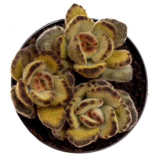 brown fuzzy succulent 3.5_Inch_Succ_Kalanchoe_Tomentosa_Teddy_Bear_Top_f9927e35-6661-49e4-8e8f-7cbd38973a7f_600x.jpg?v=1741831970