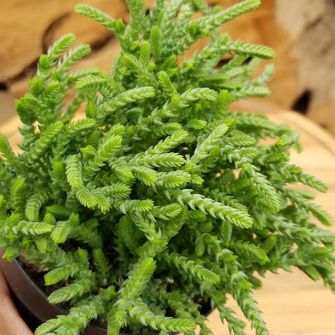 “Watch Chain” Crassula Succulent: Unique Succulent Plants for Home or Garden - (3.5") - Drought Tolerant Plants - Easy Plant Care - Lycopodioides