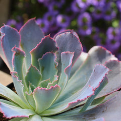 Echeveria ‘Neon Breakers’ USPP21,406: Patented Succulent - Colorful Rosette Succulents - (3.5") - Drought Tolerant Plants - Easy Plant Care