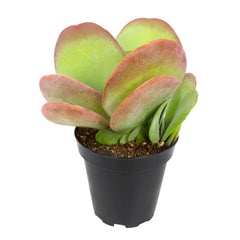 Flapjacks Succulent Plant: Colorful Paddle Succulent with Large Leaves - Kalanchoe Luciae - (3.5") - Easy Plant Care - Unique Succulents - Great for Beginners