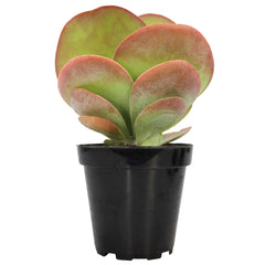 Flapjacks Succulent Plant: Colorful Paddle Succulent with Large Leaves - Kalanchoe Luciae - (3.5") - Easy Plant Care - Unique Succulents - Great for Beginners