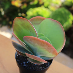 Flapjacks Succulent Plant: Colorful Paddle Succulent with Large Leaves - Kalanchoe Luciae - (3.5") - Easy Plant Care - Unique Succulents - Great for Beginners