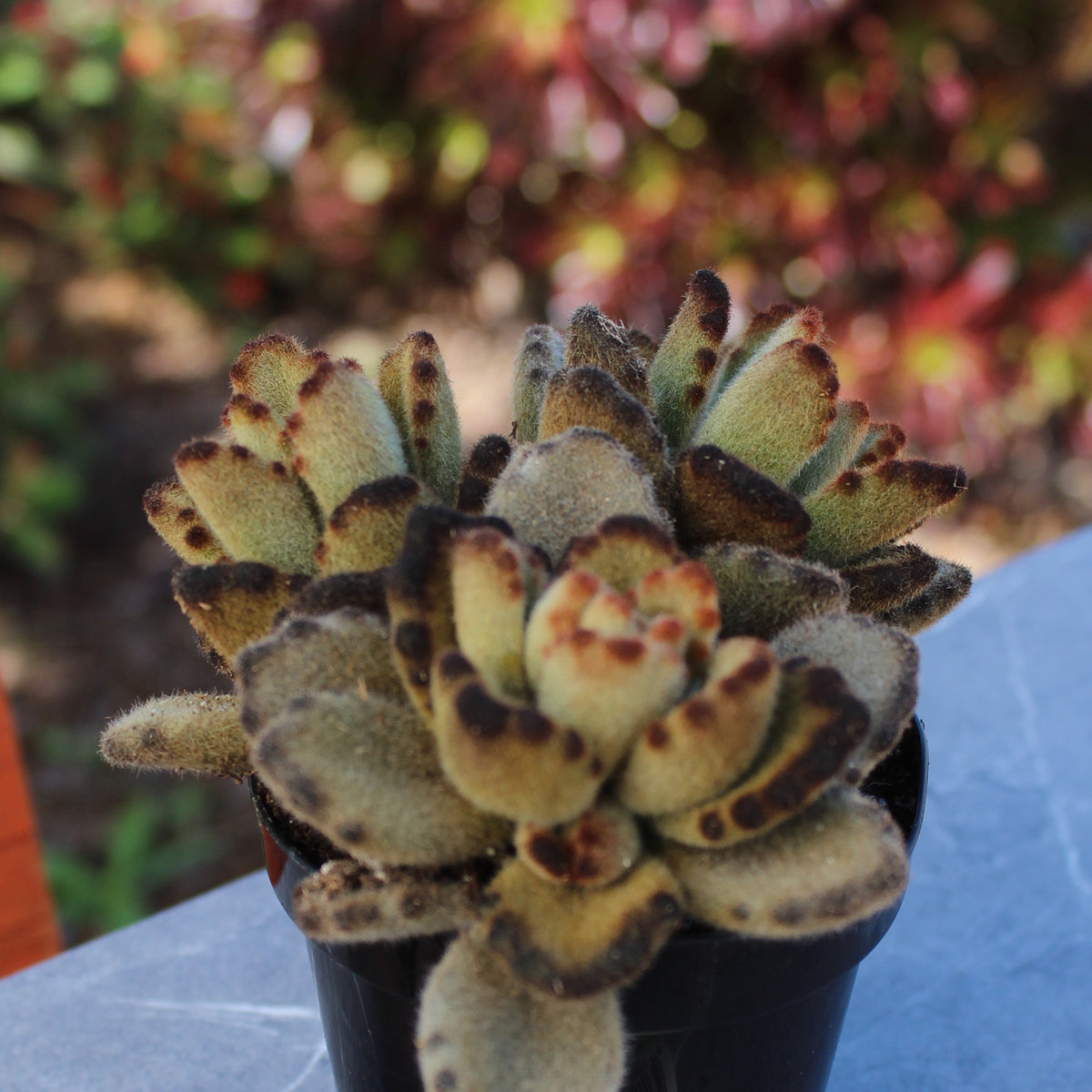 Teddy Bear Succulent Kalanchoe Tomentosa with Fuzzy Golden-Tipped Leaves