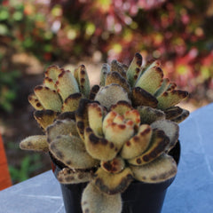 Teddy Bear Succulent: Fuzzy Succulent with Golden Tipped Leaves - Kalanchoe Tomentosa - (3.5") - Easy Plant Care - Unique Succulents - Great for Beginners