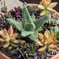 Gasteria ‘Little Warty’: Funky & Unique Succulent - Pet-friendly Plant for Cats & Dogs - (3.5") - Drought Tolerant Plants - Easy Plant Care - Non-toxic Succulents