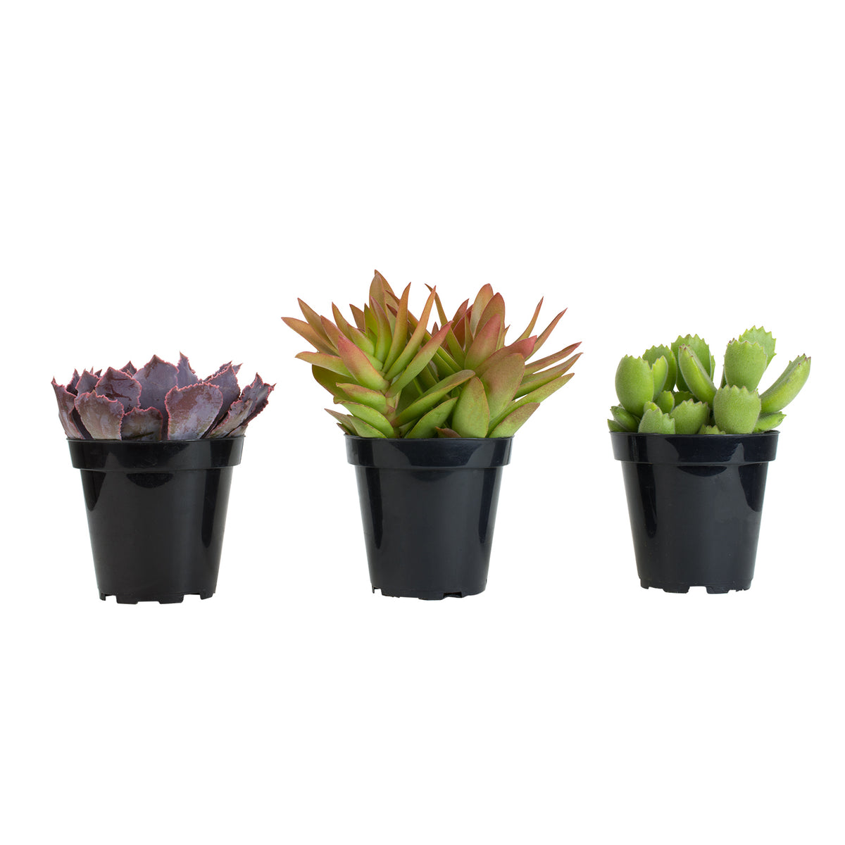 Three potted succulent plants with plump, rosette-shaped leaves in shades of green, red and orange.