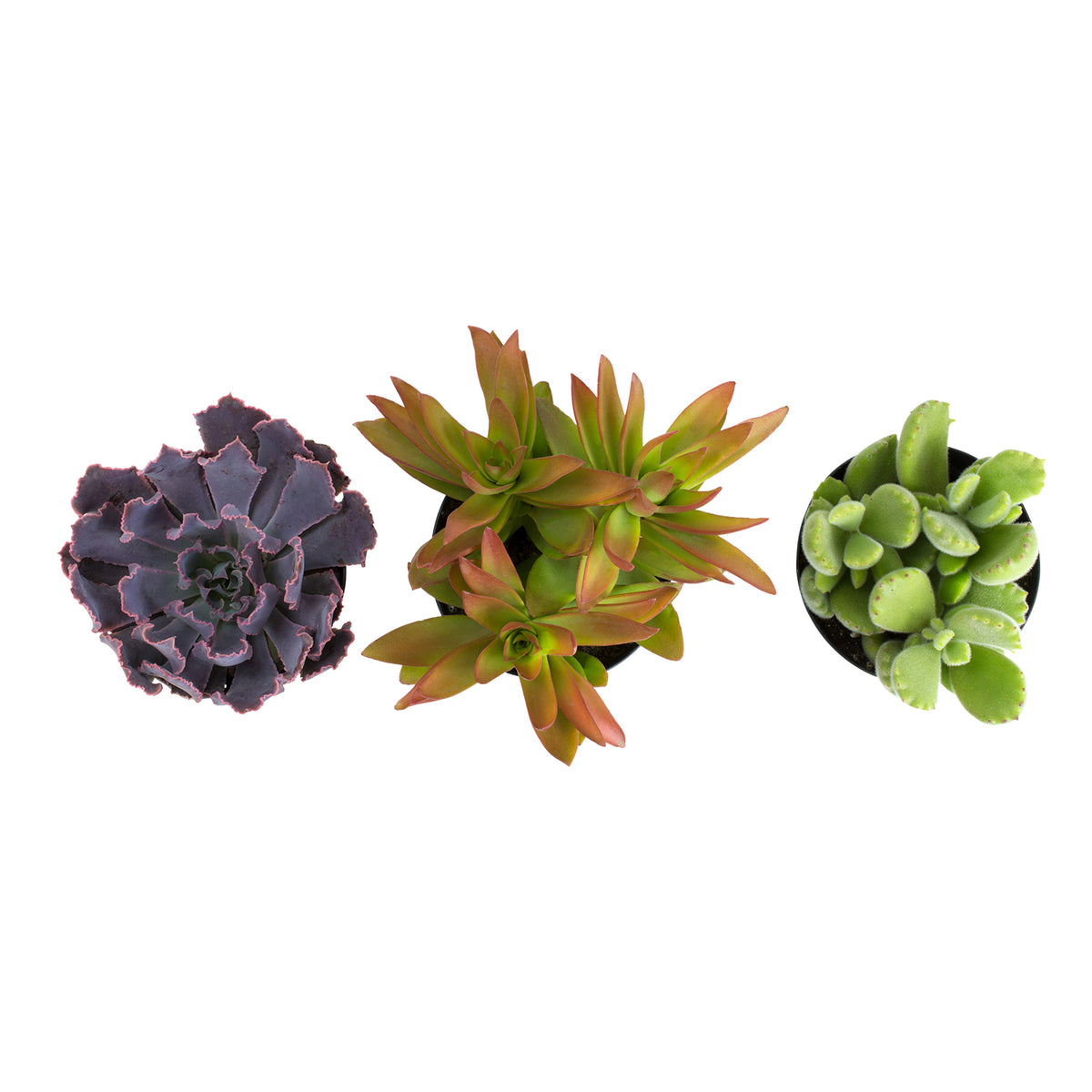 Desert Fire Succulent Collection – Three Unique Easy-Care Plants