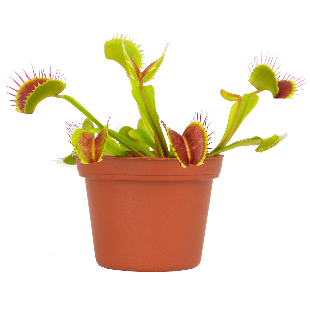 A Venus Fly Trap plant in a brown pot