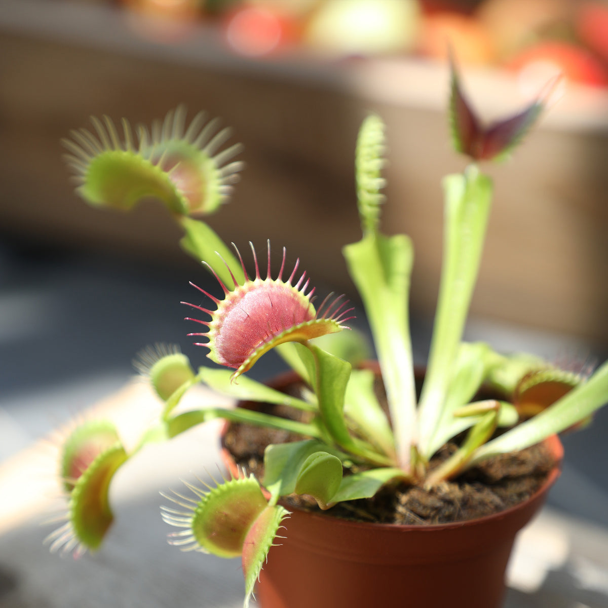 Venus Fly Trap Plant with Multiple Insect-Catching Traps and Green Foliage