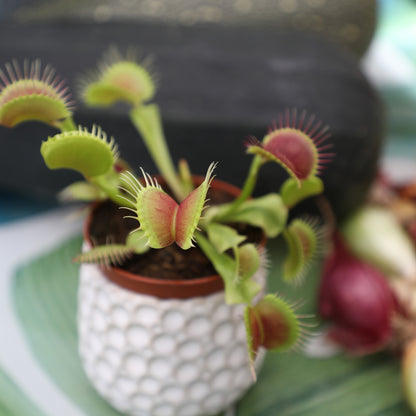 Venus Flytrap with Open Green Traps for Catching Flies and Insects