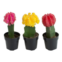 3-Pack 9CM GRAFTED CACTUS, live easy to care for "moon" cactus