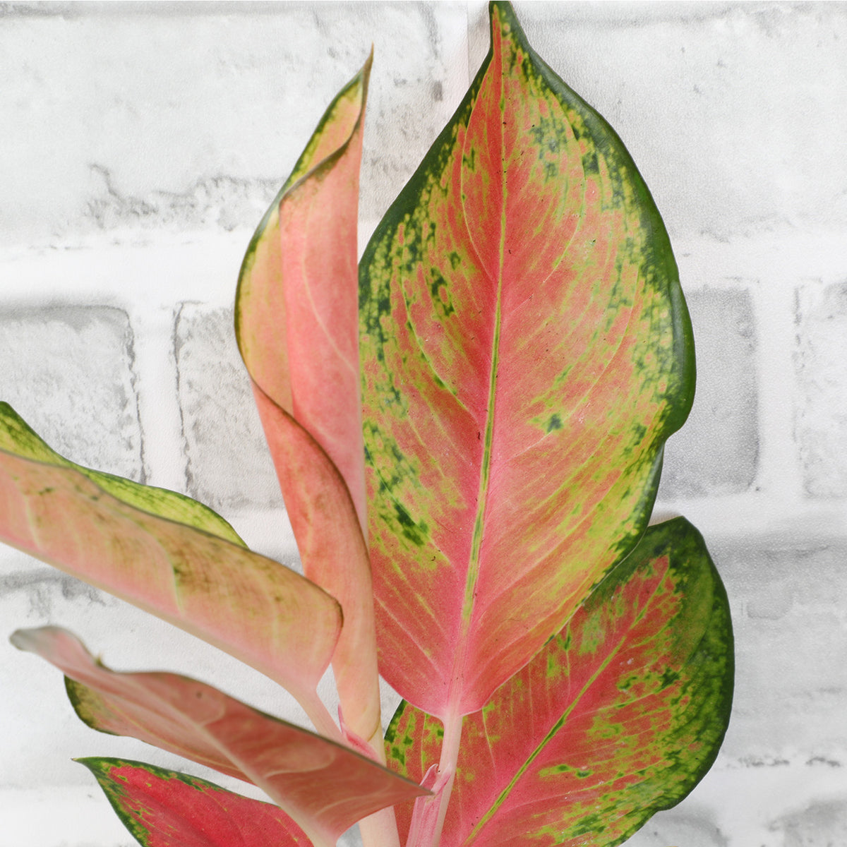 Aglaonema China Red – Easy-Care Low-Light Indoor Houseplant