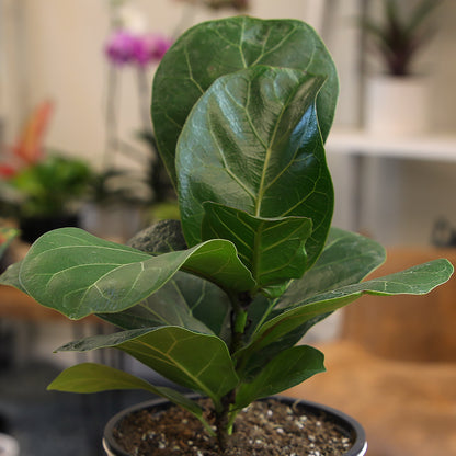 Fiddle Leaf Fig – Popular Indoor Tree Plant for Home and Office