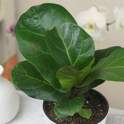 Live Fiddle Leaf Fig Plant – Decorative Indoor Tree for Home Decor