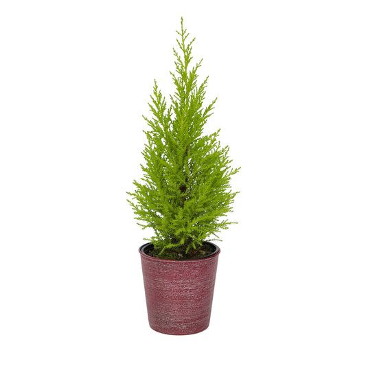 Lemon cypress Tree in a decorative red pot