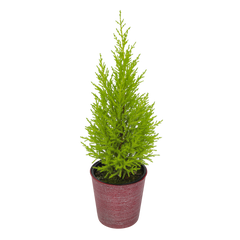 4.25In Mini-Lemon Cypress Tree