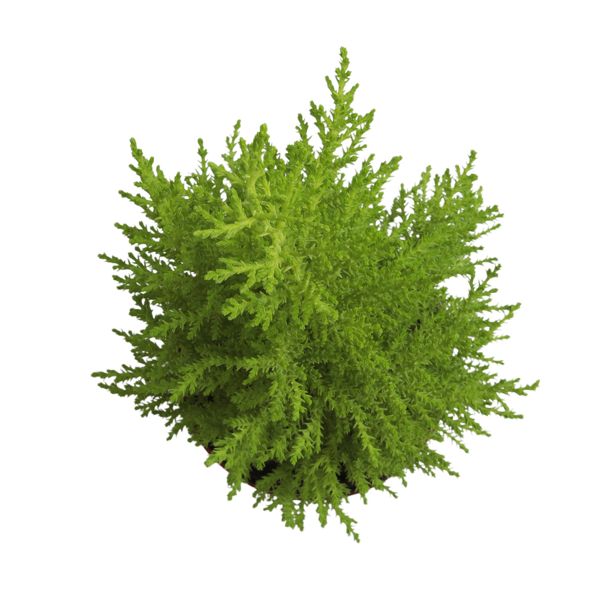 Top down view of lemon cypress tree on white seamless background