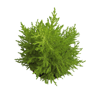 Top down view of lemon cypress tree on white seamless background