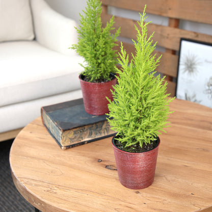 Lush lemon cypress tree in a textured red planter on a side table
