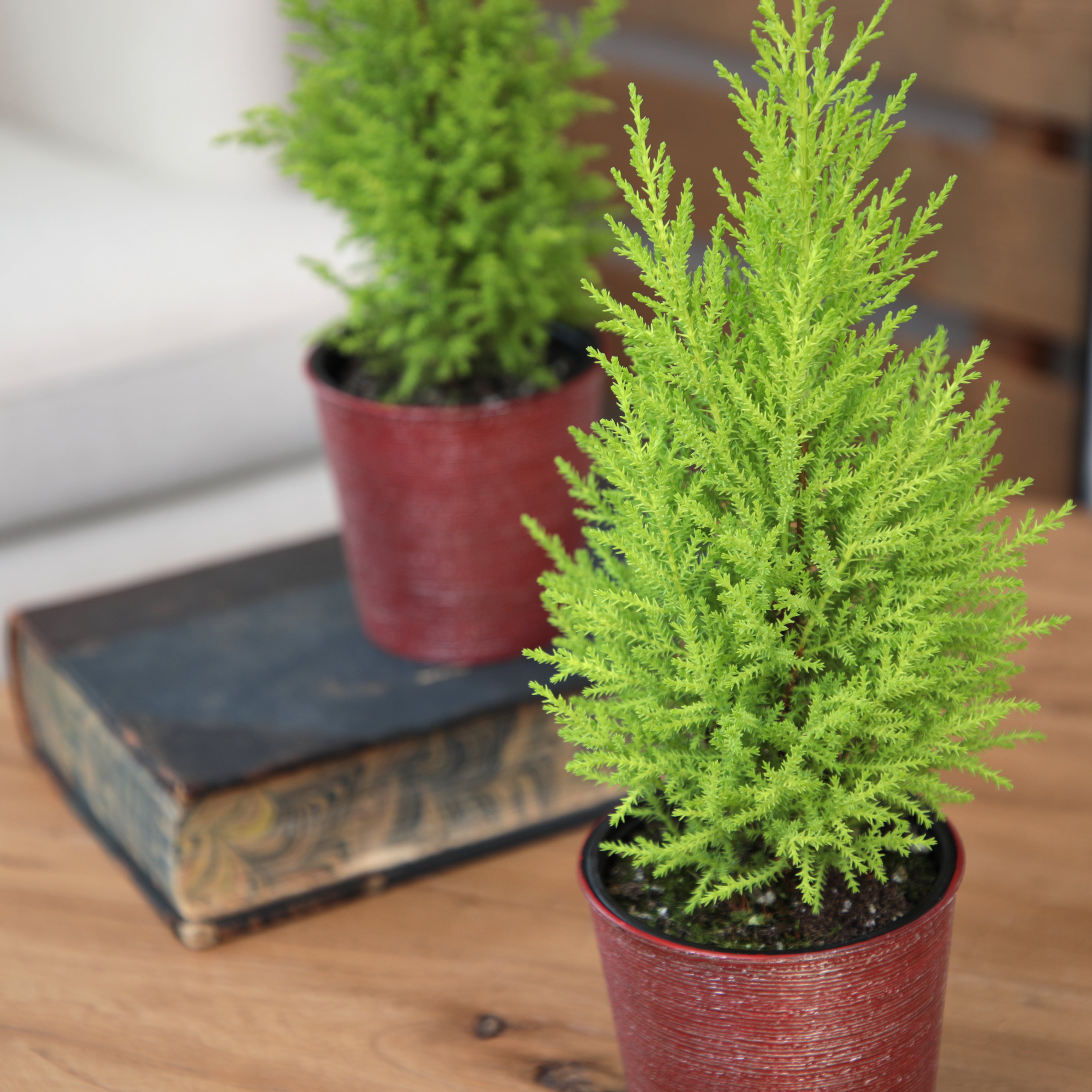 4.25In Mini-Lemon Cypress Tree