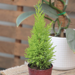 4.25In Mini-Lemon Cypress Tree
