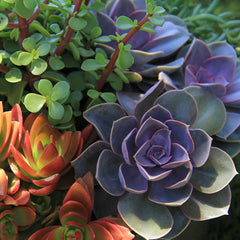 Echeveria ‘Perle von Nurnberg’: Purple, Pink Succulent - Pet-friendly Plant for Cats & Dogs - (3.5") - Drought Tolerant Succulents - Non-toxic Houseplants & Live Plants - Easy Plant Care – Flowering Houseplant