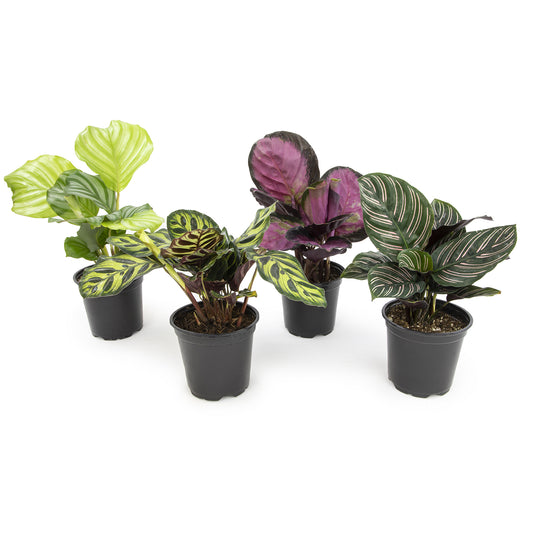 A collection of four potted Calathea plants with ornate foliage displaying various shades of green and pink patterns.