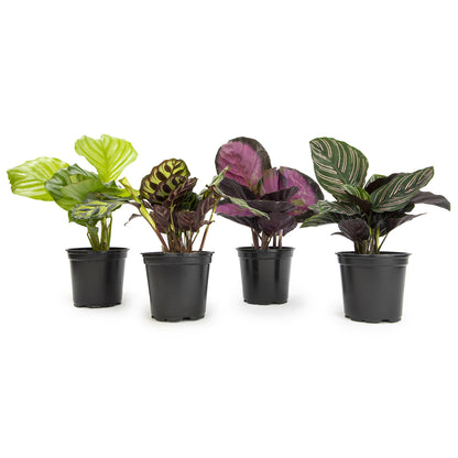 4-Pack Calathea Plants – Pet Friendly Indoor Plants for Plant Lovers