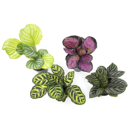 Calathea Peacock Houseplants 4-Pack – Makoyana, Orbifolia, Roseopicta & Rattlesnake